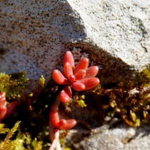 Photographie n°1135245 du taxon Sedum album L. [1753]