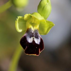Photographie n°1135639 du taxon Ophrys peraiolae G.Foelsche, W.Foelsche, M.Gerbaud & O.Gerbaud [2000]