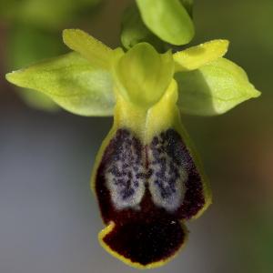 Photographie n°1135662 du taxon Ophrys peraiolae G.Foelsche, W.Foelsche, M.Gerbaud & O.Gerbaud [2000]