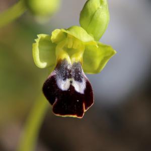  - Ophrys peraiolae G.Foelsche, W.Foelsche, M.Gerbaud & O.Gerbaud [2000]
