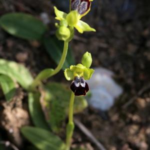  - Ophrys peraiolae G.Foelsche, W.Foelsche, M.Gerbaud & O.Gerbaud [2000]