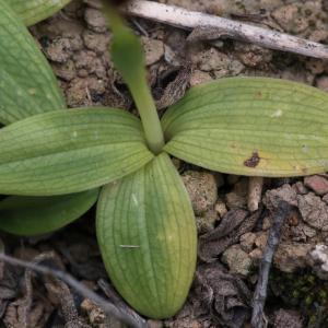  - Ophrys peraiolae G.Foelsche, W.Foelsche, M.Gerbaud & O.Gerbaud [2000]