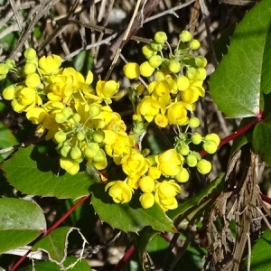 Photographie n°1135807 du taxon Berberis aquifolium Pursh [1814]