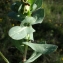  Liliane Roubaudi - Cerinthe major L. [1753]