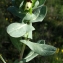  Liliane Roubaudi - Cerinthe major L. [1753]