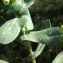  Liliane Roubaudi - Cerinthe major L. [1753]