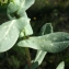  Liliane Roubaudi - Cerinthe major L. [1753]