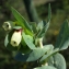  Liliane Roubaudi - Cerinthe major L. [1753]