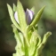  Liliane Roubaudi - Legousia hybrida (L.) Delarbre