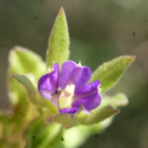 Photographie n°1136397 du taxon Legousia hybrida (L.) Delarbre