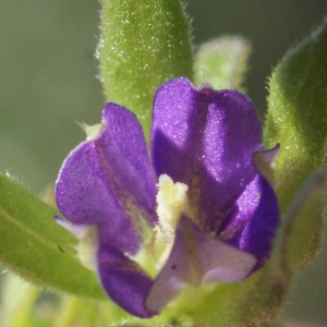 Photographie n°1136401 du taxon Legousia hybrida (L.) Delarbre