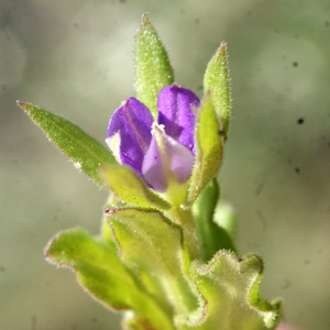 Photographie n°1136406 du taxon Legousia hybrida (L.) Delarbre