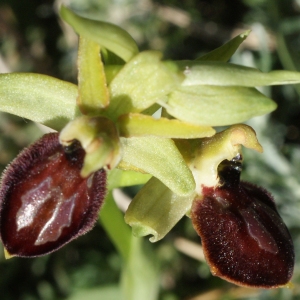 Photographie n°1136407 du taxon Ophrys exaltata Ten. [1819]