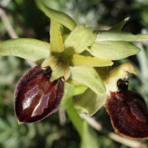 Photographie n°1136408 du taxon Ophrys exaltata Ten. [1819]