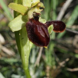 Photographie n°1136410 du taxon Ophrys exaltata Ten. [1819]