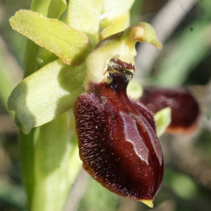 Photographie n°1136411 du taxon Ophrys exaltata Ten. [1819]
