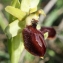  Liliane Roubaudi - Ophrys exaltata Ten. [1819]