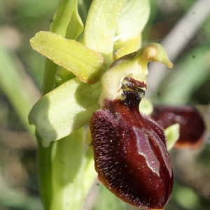 Photographie n°1136413 du taxon Ophrys exaltata Ten. [1819]