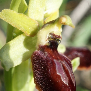 Photographie n°1136414 du taxon Ophrys exaltata Ten. [1819]