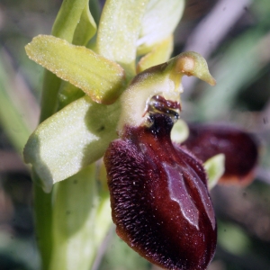 Photographie n°1136415 du taxon Ophrys exaltata Ten. [1819]
