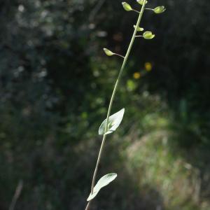 Photographie n°1137002 du taxon Thlaspi perfoliatum L. [1753]