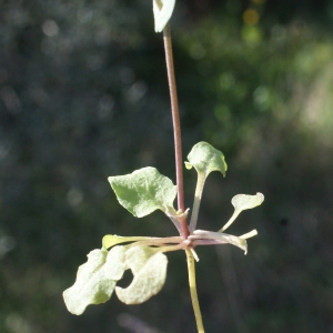 Photographie n°1137003 du taxon Thlaspi perfoliatum L. [1753]