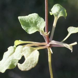 Photographie n°1137004 du taxon Thlaspi perfoliatum L. [1753]