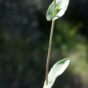 Photographie n°1137006 du taxon Thlaspi perfoliatum L. [1753]