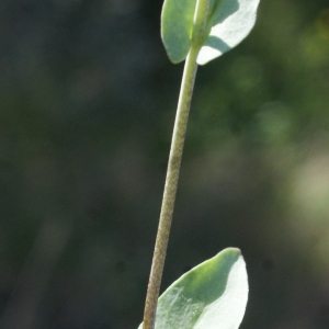 Photographie n°1137007 du taxon Thlaspi perfoliatum L. [1753]