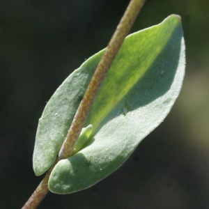 Photographie n°1137008 du taxon Thlaspi perfoliatum L. [1753]