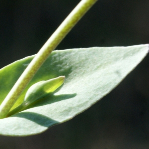 Photographie n°1137009 du taxon Thlaspi perfoliatum L. [1753]