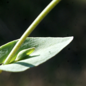 Photographie n°1137010 du taxon Thlaspi perfoliatum L. [1753]