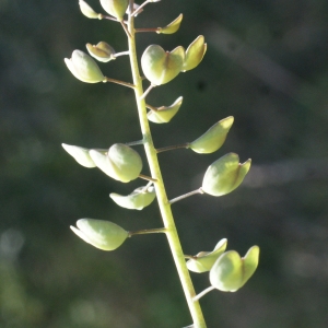 Photographie n°1137011 du taxon Thlaspi perfoliatum L. [1753]