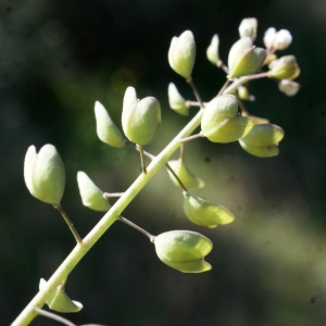 Photographie n°1137021 du taxon Thlaspi perfoliatum L. [1753]