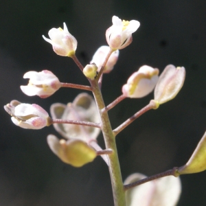 Photographie n°1137022 du taxon Thlaspi perfoliatum L. [1753]