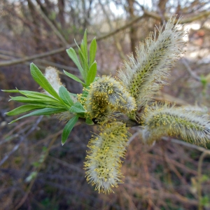 Photographie n°1137280 du taxon Salix L. [1753]