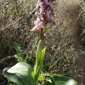 Photographie n°1137508 du taxon Himantoglossum robertianum (Loisel.) P.Delforge [1999]