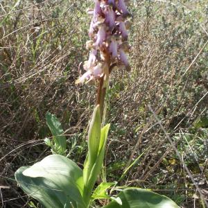 Photographie n°1137509 du taxon Himantoglossum robertianum (Loisel.) P.Delforge [1999]
