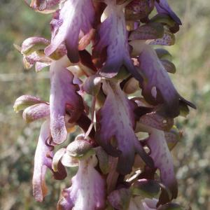 Photographie n°1137518 du taxon Himantoglossum robertianum (Loisel.) P.Delforge [1999]