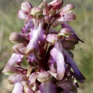 Photographie n°1137524 du taxon Himantoglossum robertianum (Loisel.) P.Delforge [1999]