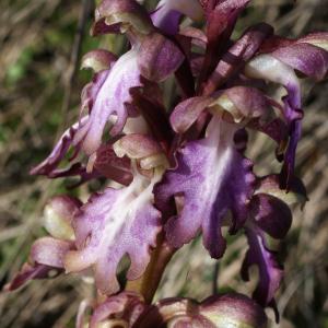 Photographie n°1137526 du taxon Himantoglossum robertianum (Loisel.) P.Delforge [1999]