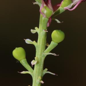 Photographie n°1137758 du taxon Fumaria officinalis f. wirtgenii (W.D.J.Koch) B.Bock