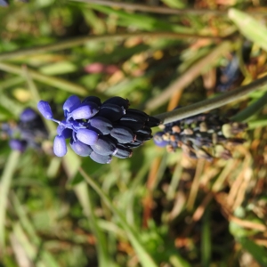 Photographie n°1137997 du taxon Muscari neglectum Guss. ex Ten. [1842]