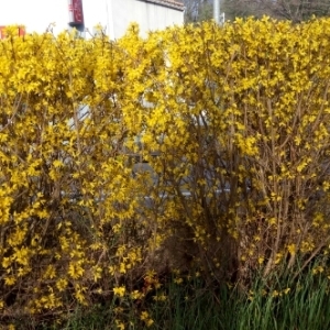 Photographie n°1139809 du taxon Forsythia x intermedia Zabel [1885]