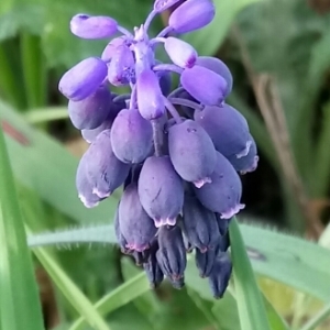 Photographie n°1139810 du taxon Muscari neglectum Guss. ex Ten. [1842]