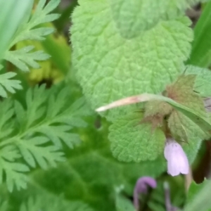 Photographie n°1139815 du taxon Lamium purpureum L. [1753]