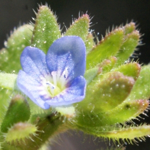 Photographie n°1139883 du taxon Veronica arvensis L. [1753]