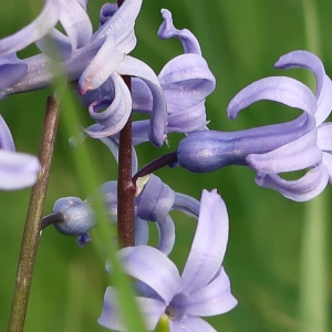  - Hyacinthus orientalis L. [1753]