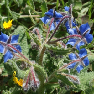 Photographie n°1140617 du taxon Borago officinalis L. [1753]