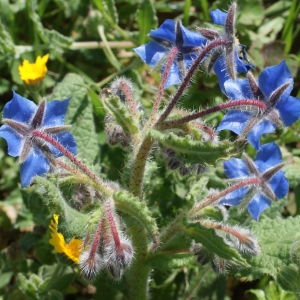 Photographie n°1140618 du taxon Borago officinalis L. [1753]